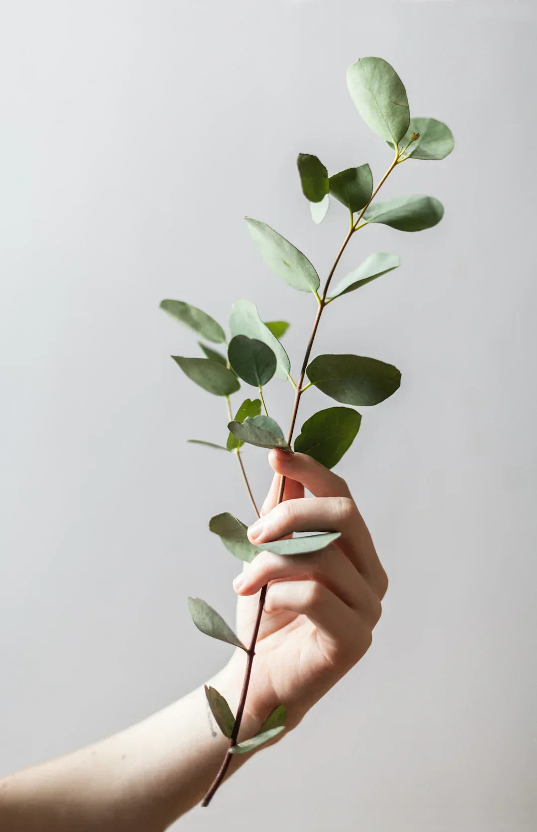 Hand holding eucalyptus branch symbolizing natural ingredients for soaps.
