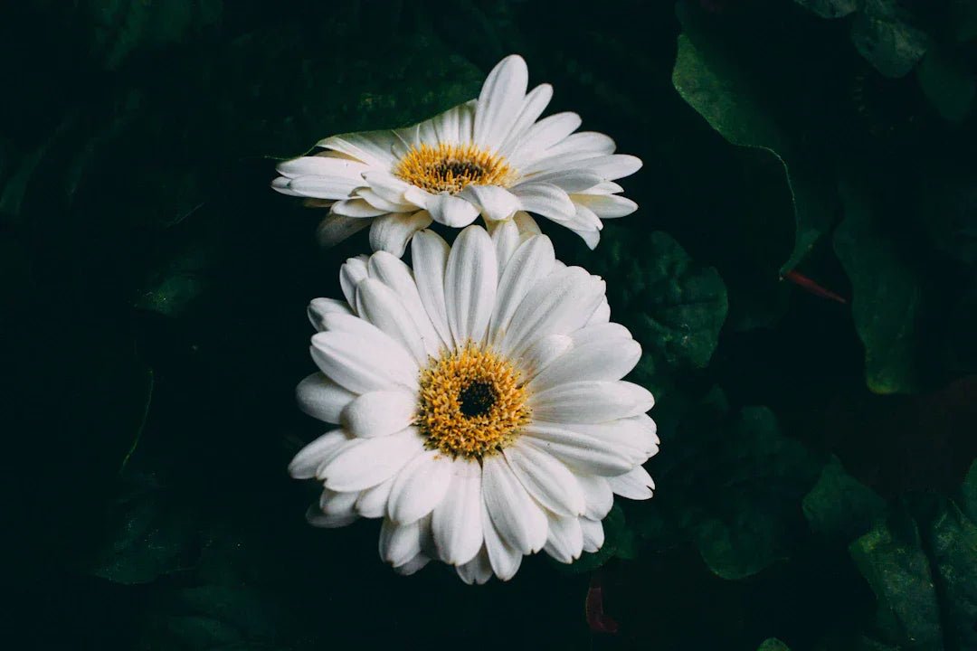 White daisies with green leaves, symbolizing natural ingredients in soaps.